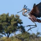 Goliathreiher, Goliath Heron (Ardea goliath)