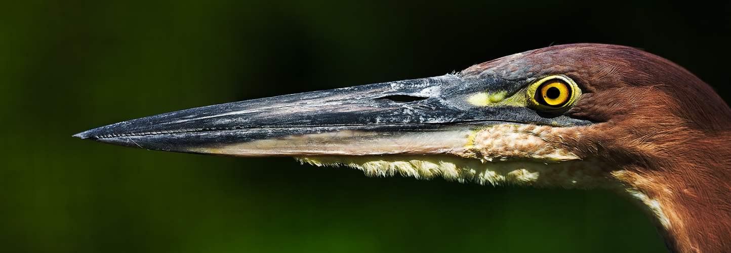 Goliathreiher Portrait