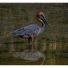 Goliathreiher - St. Lucia Wetland Park