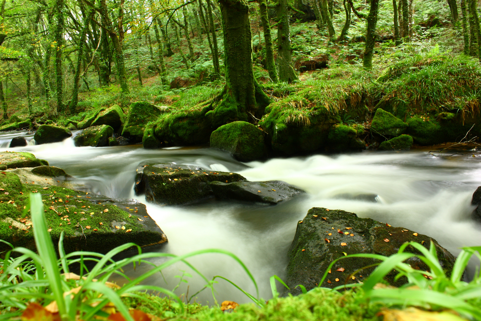 Golitha Falls