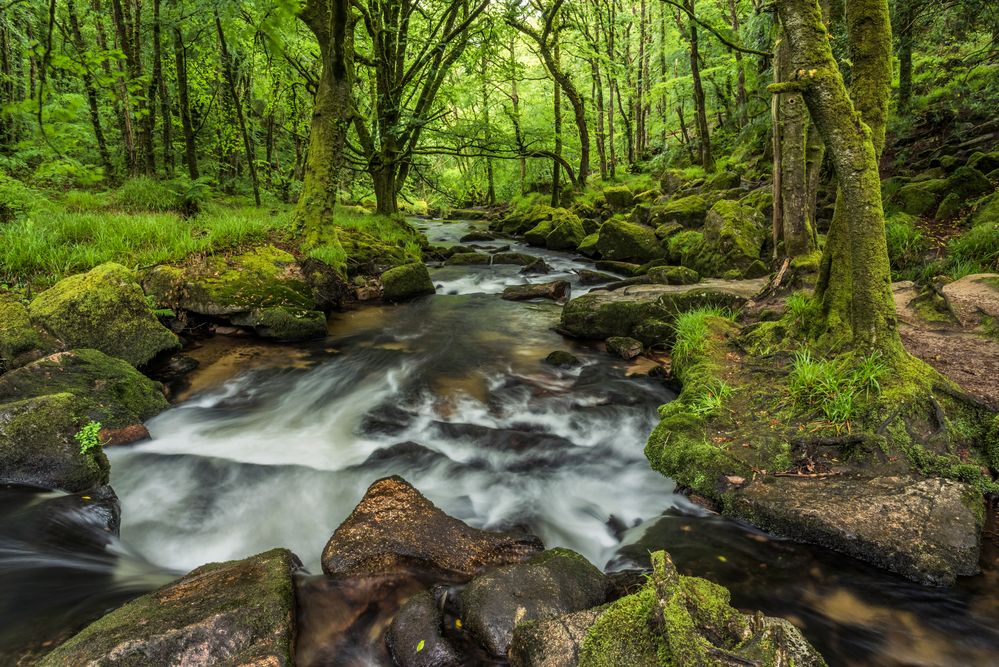 *Golitha Falls*