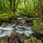 *Golitha Falls*