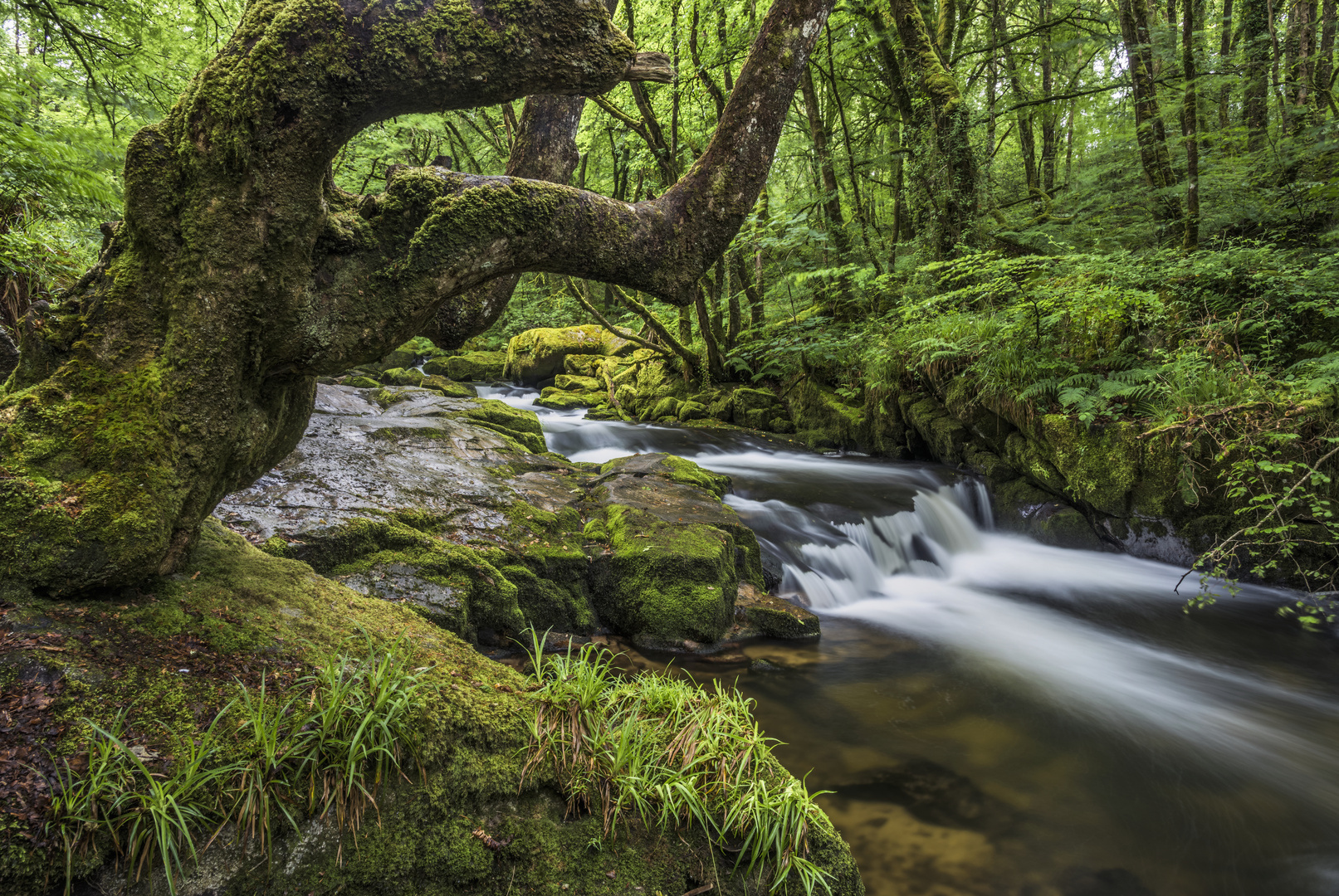 *Golitha Falls II*