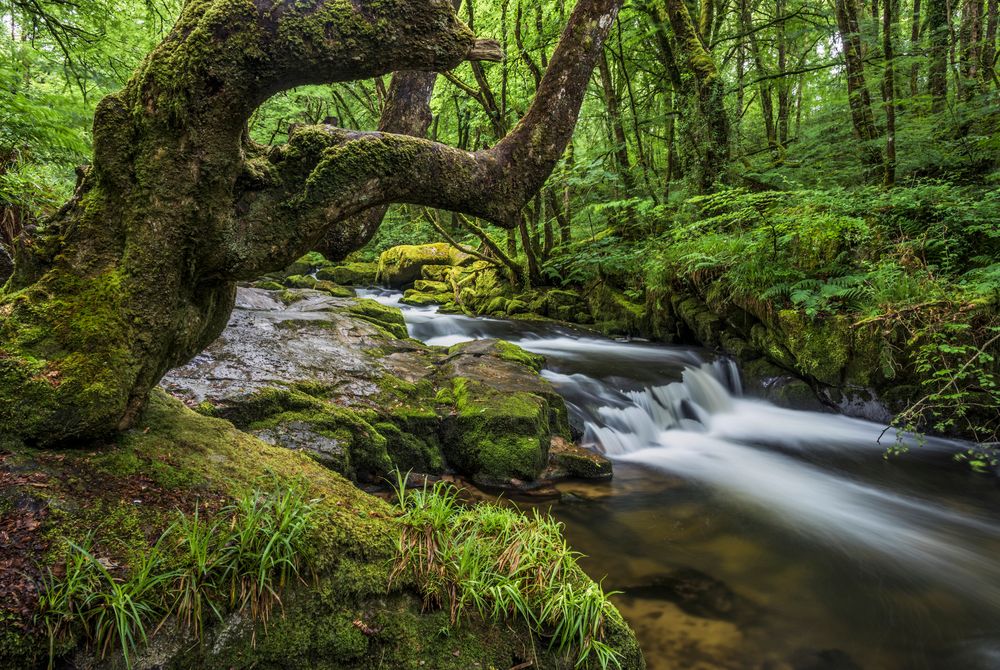 *Golitha Falls II*