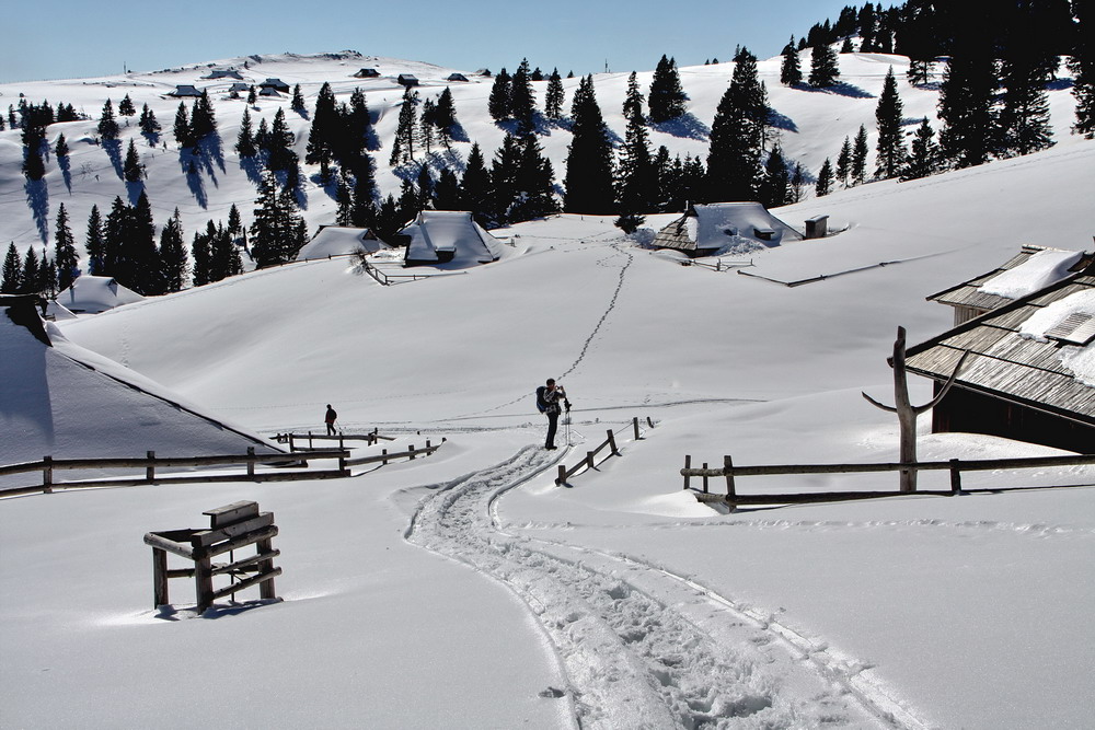 Goljska planina-Alm