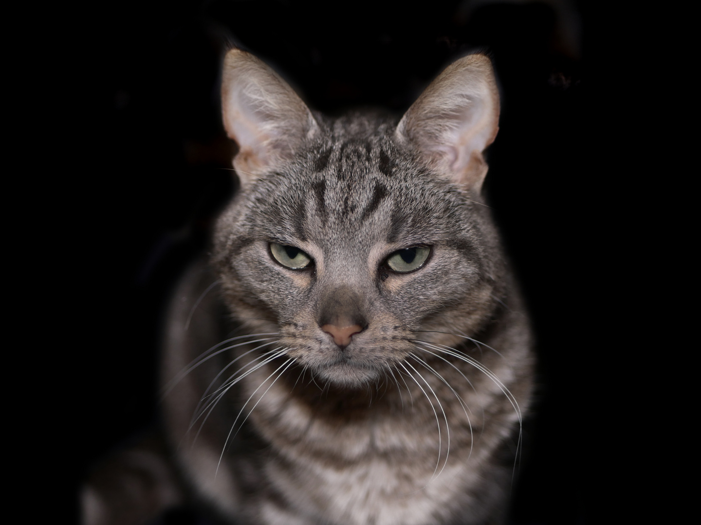 Gollum Foto & Bild tiere, haustiere, katzen Bilder auf