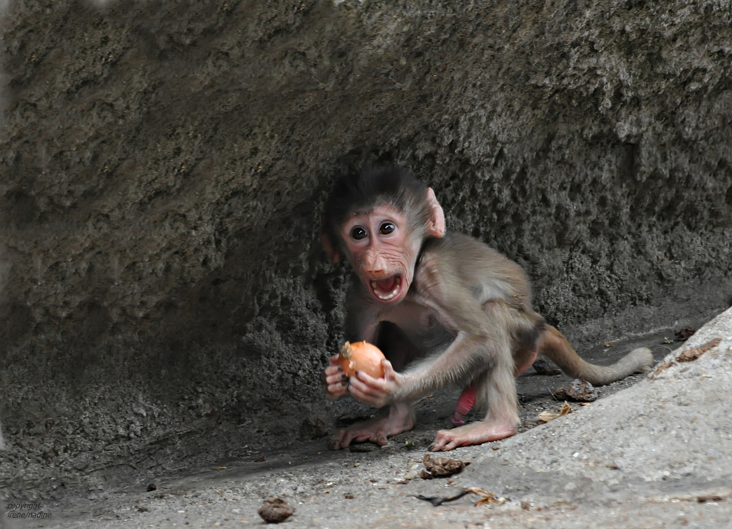 Gollum & sein "Zwiebelschatz"