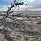 Gollwitz Strand Baum und Steine
