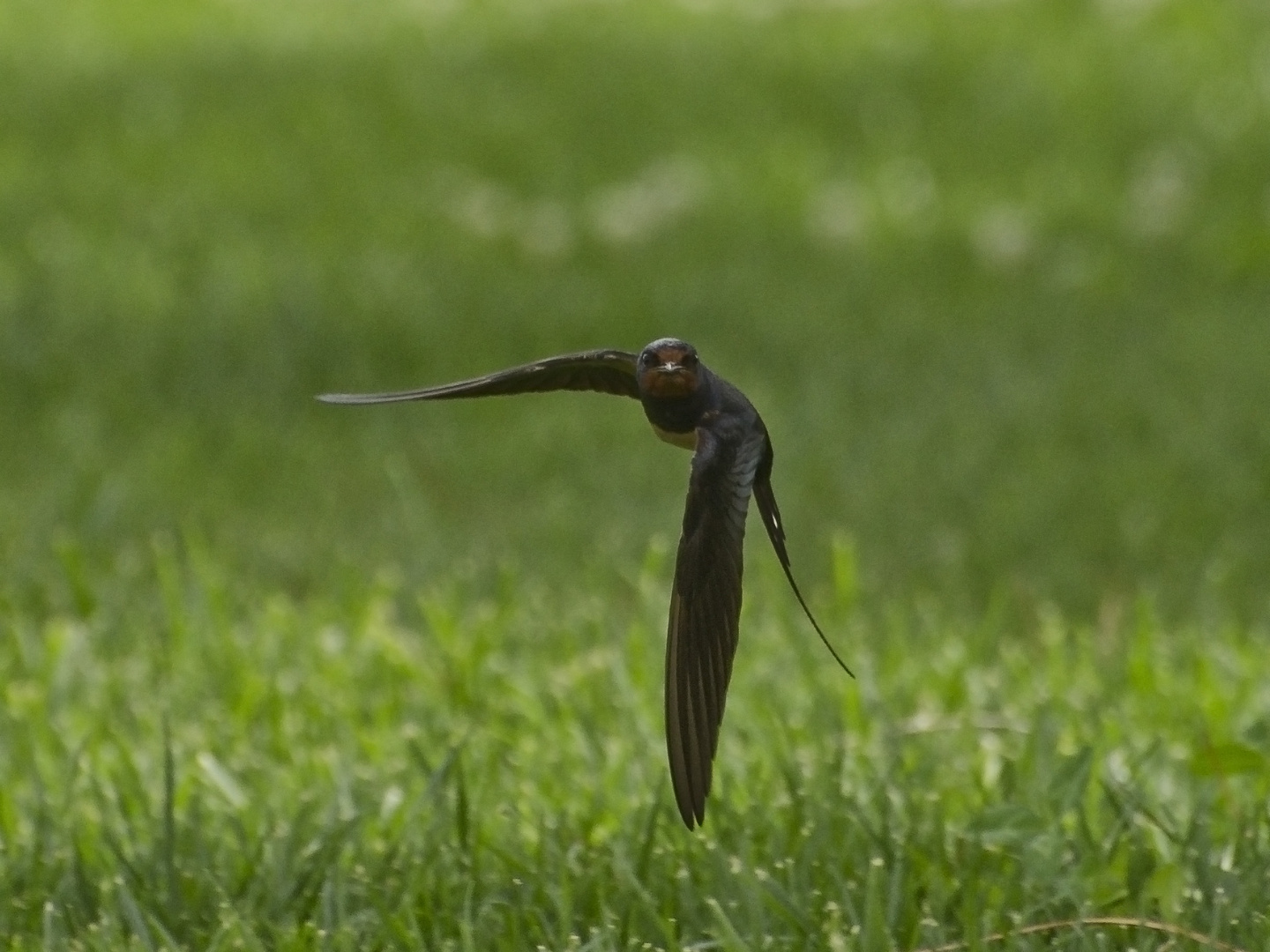 Golondrina.