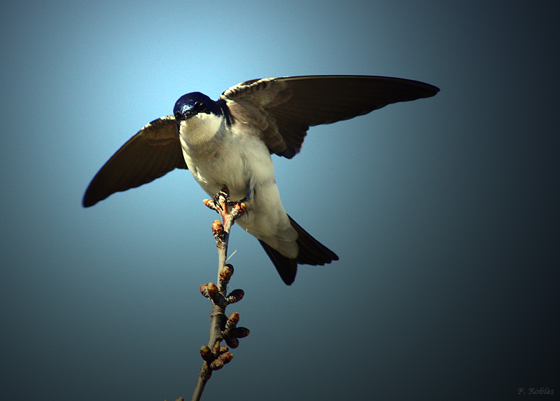 Golondrina Angelical.