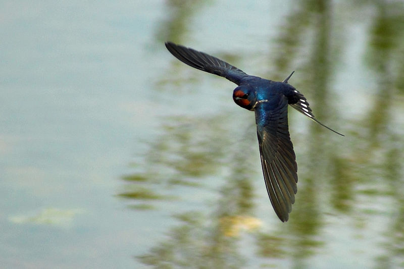 Golondrina