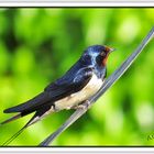 Golondrina común (Hirundo rustica) (Barn swallow) I