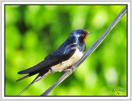 Golondrina común (Hirundo rustica) (Barn swallow) I