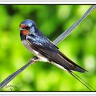 Golondrina común (Hirundo rustica) (Barn swallow) II