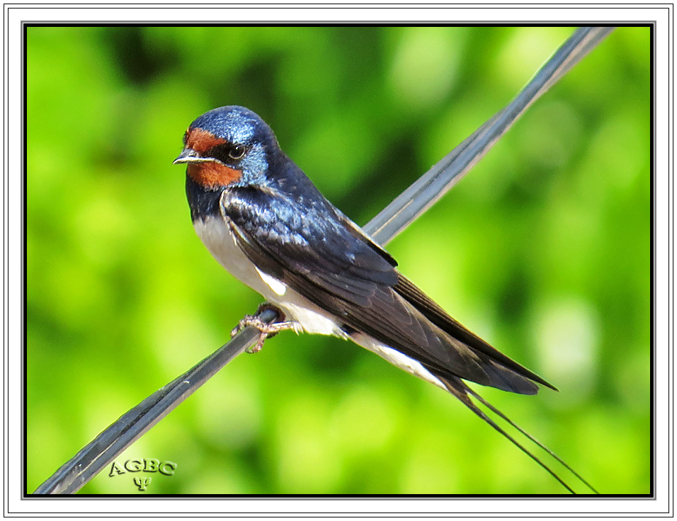 Golondrina común (Hirundo rustica) (Barn swallow) II