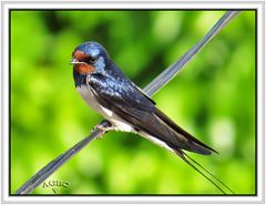 Golondrina común (Hirundo rustica) (Barn swallow) II