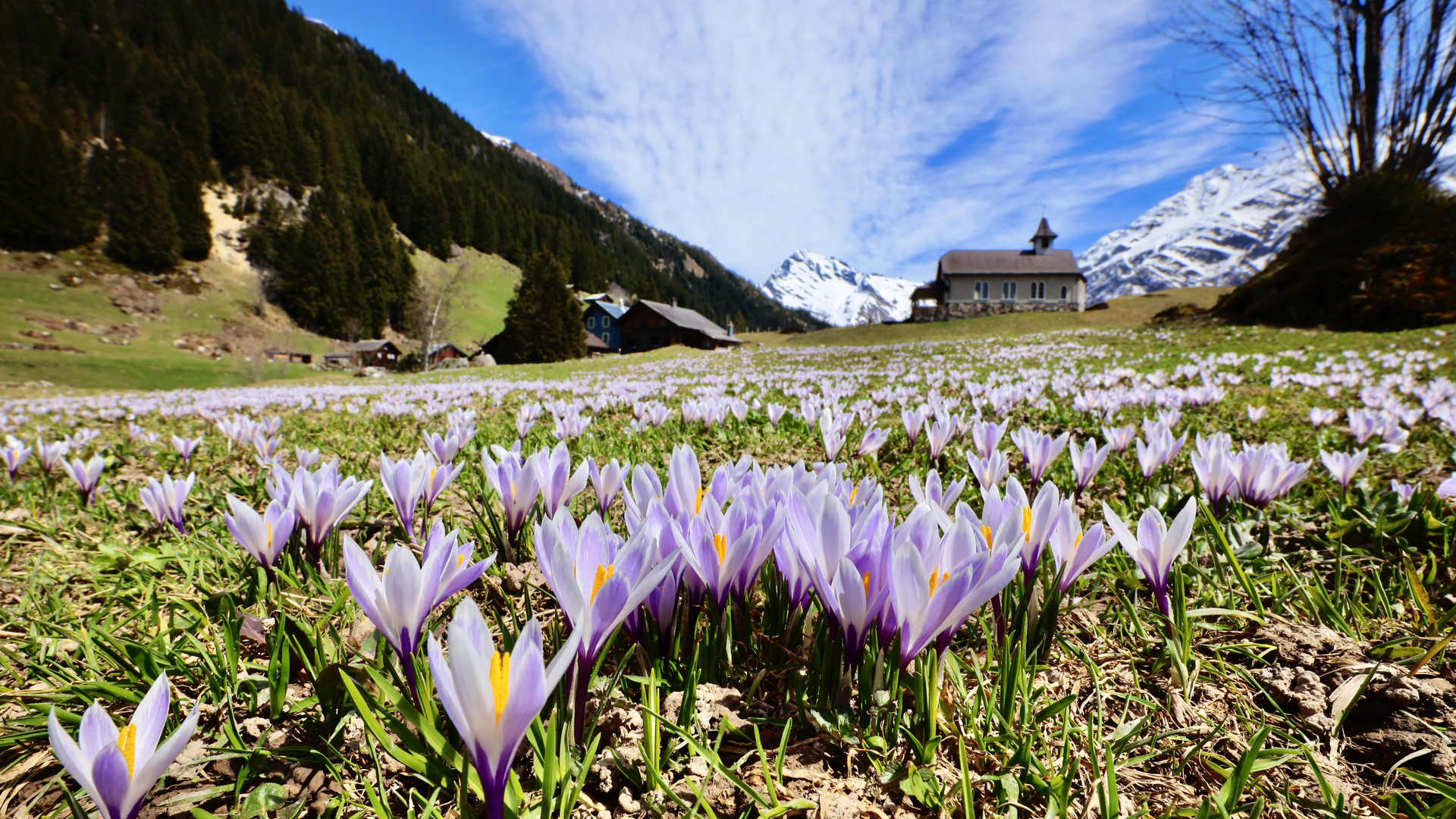 Golzern ,Krokus