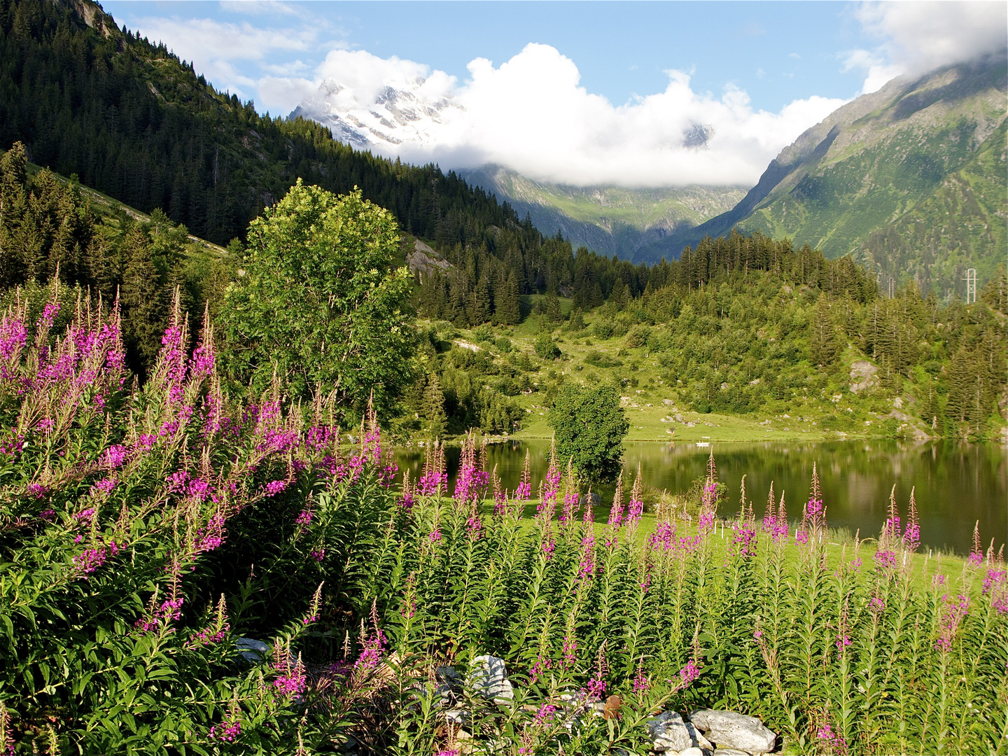 Golzernsee im Sommer , 3