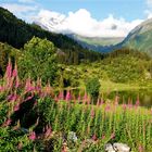 Golzernsee im Sommer , 3