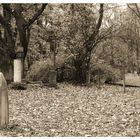 Golzheimer Friedhof im Herbst 1