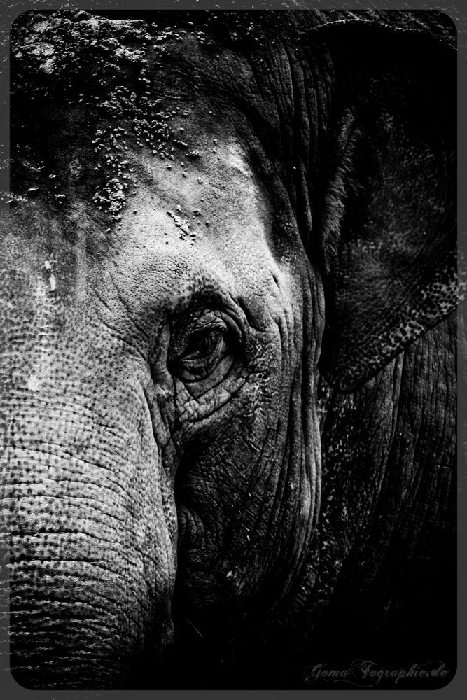 Gomatographie - Elefant Portrait