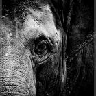 Gomatographie - Elefant Portrait