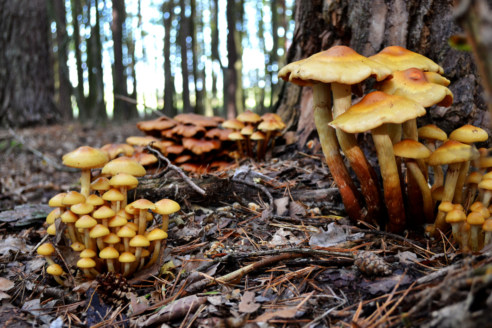 Gomba variablis mushroom