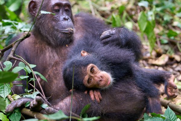 Gombe Schimpansen (I)