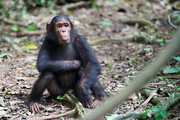 Gombe Schimpansen (II)