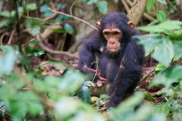 Gombe Schimpansen (III)