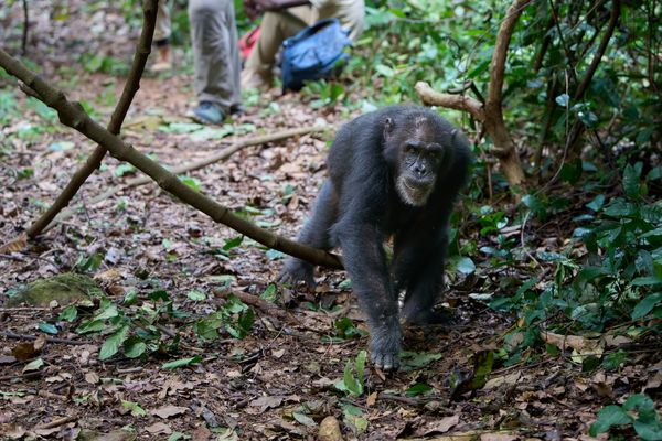 Gombe Schimpansen (IV)