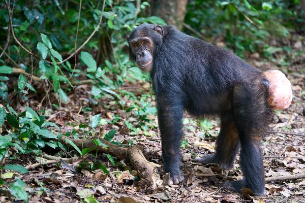 Gombe Schimpansen (V)