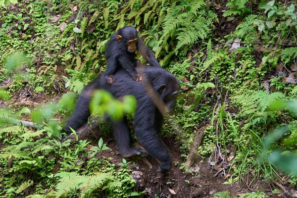 Gombe Schimpansen (VI)