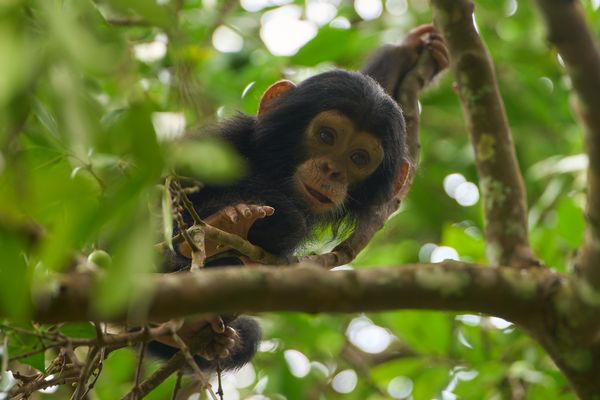 Gombe Schimpansen (VII)