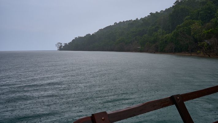 Gombe Schimpansen (VIII)