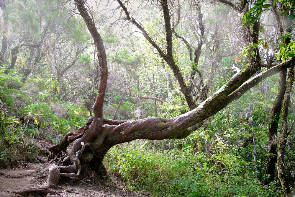 Gomera 2