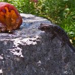 Gomera - Gecko