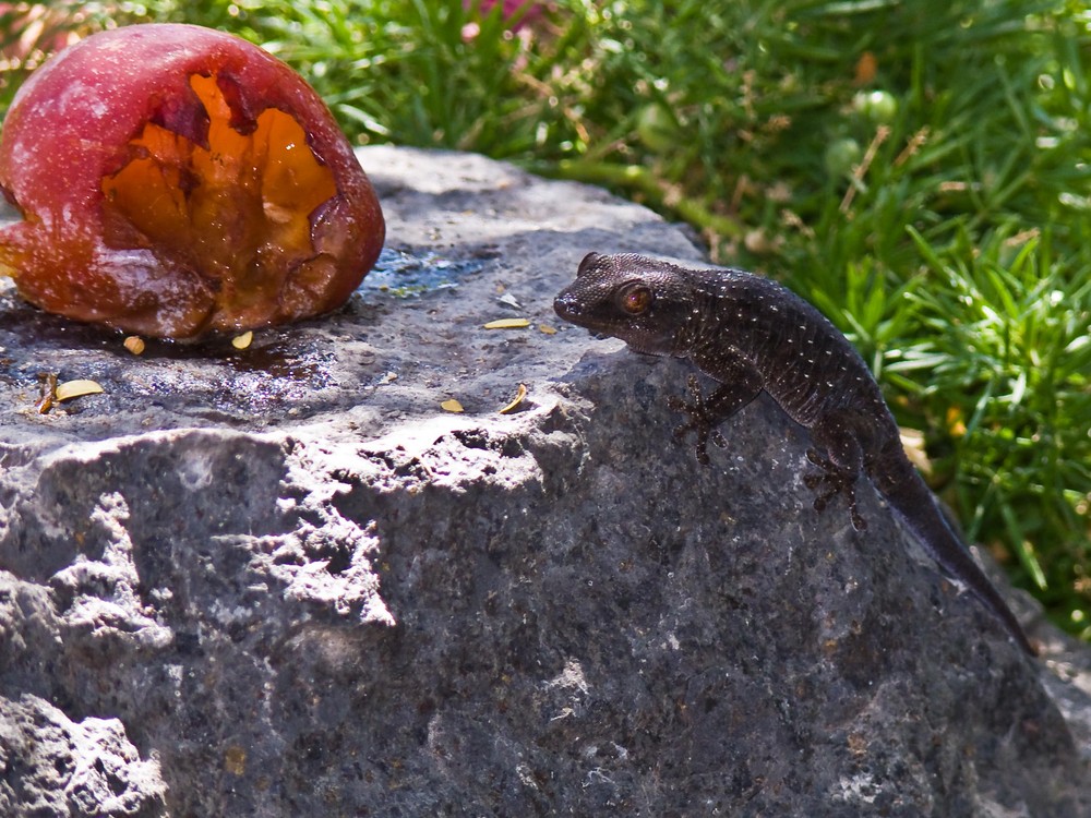 Gomera - Gecko