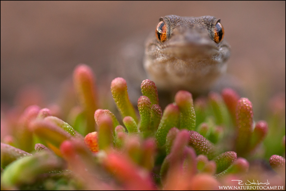 Gomera Gecko