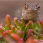 Gomera Gecko