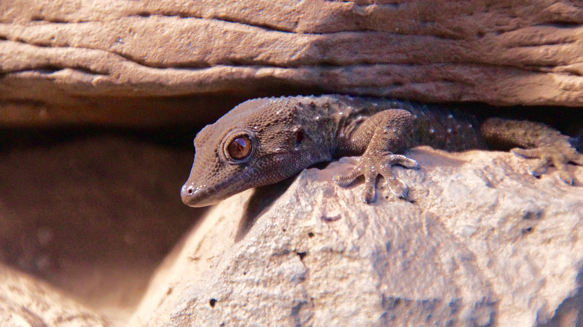 Gomera Gecko auf der Sonnenbank 