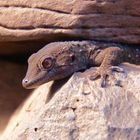 Gomera Gecko auf der Sonnenbank 