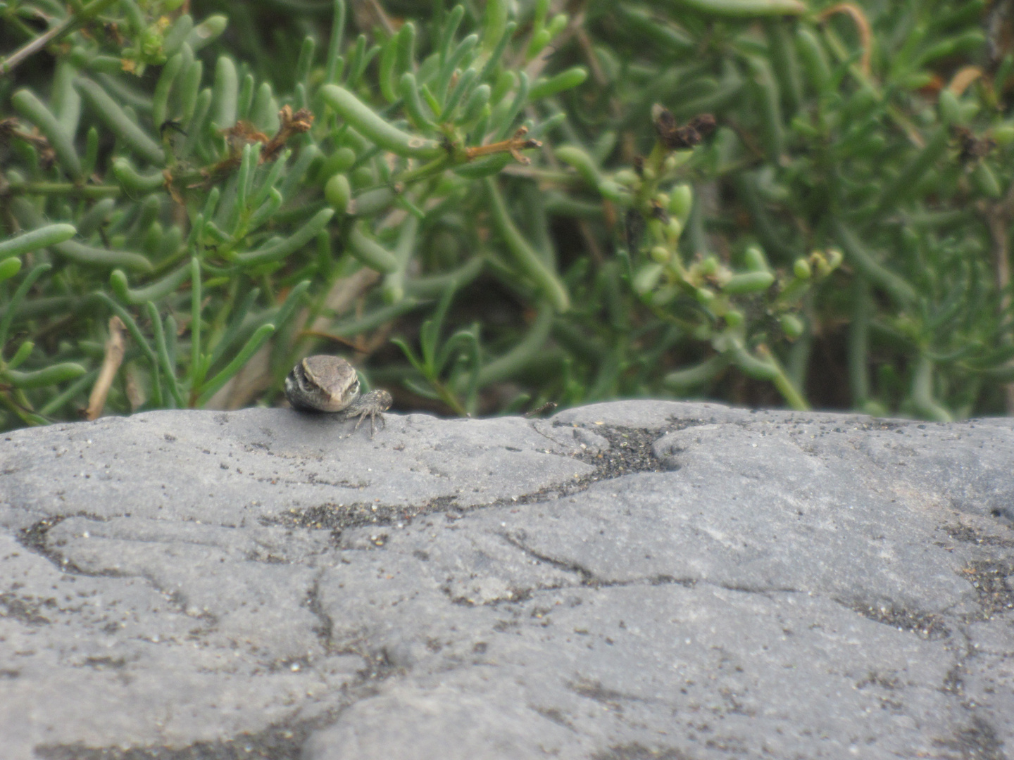 Gomera Gekko