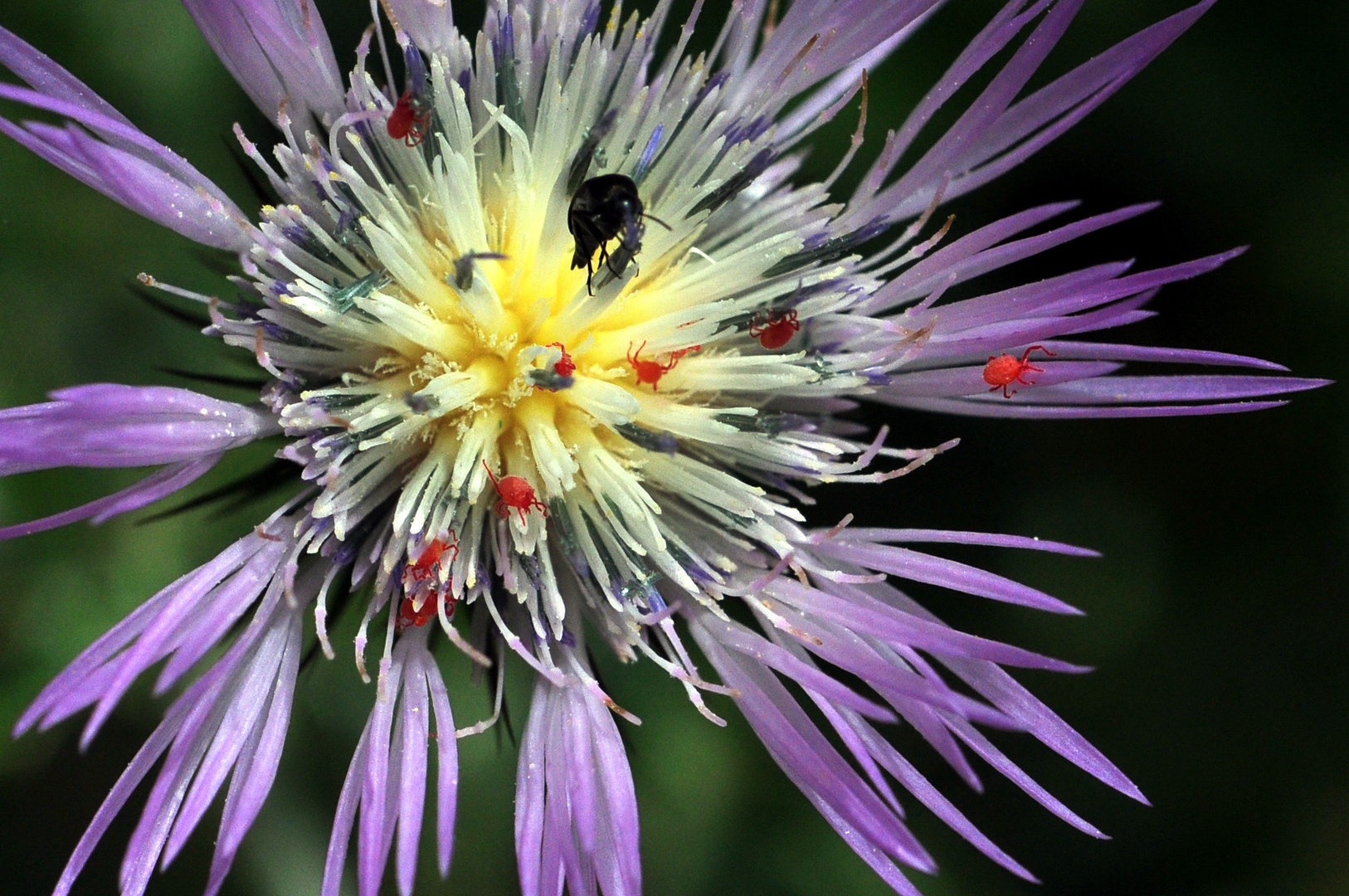 Gomera Kornblume mit Milbenbefall