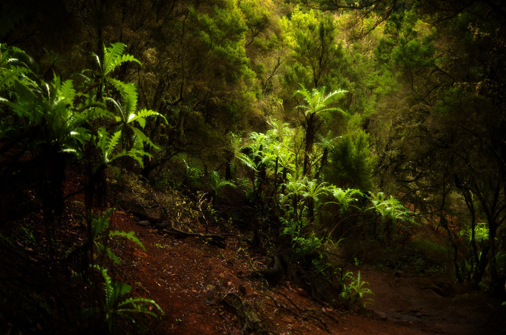 'Gomera-Löwenzahn', Nebelwald, La Gomera