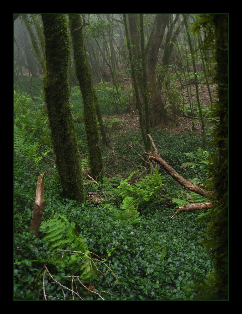 Gomera - mittendrin