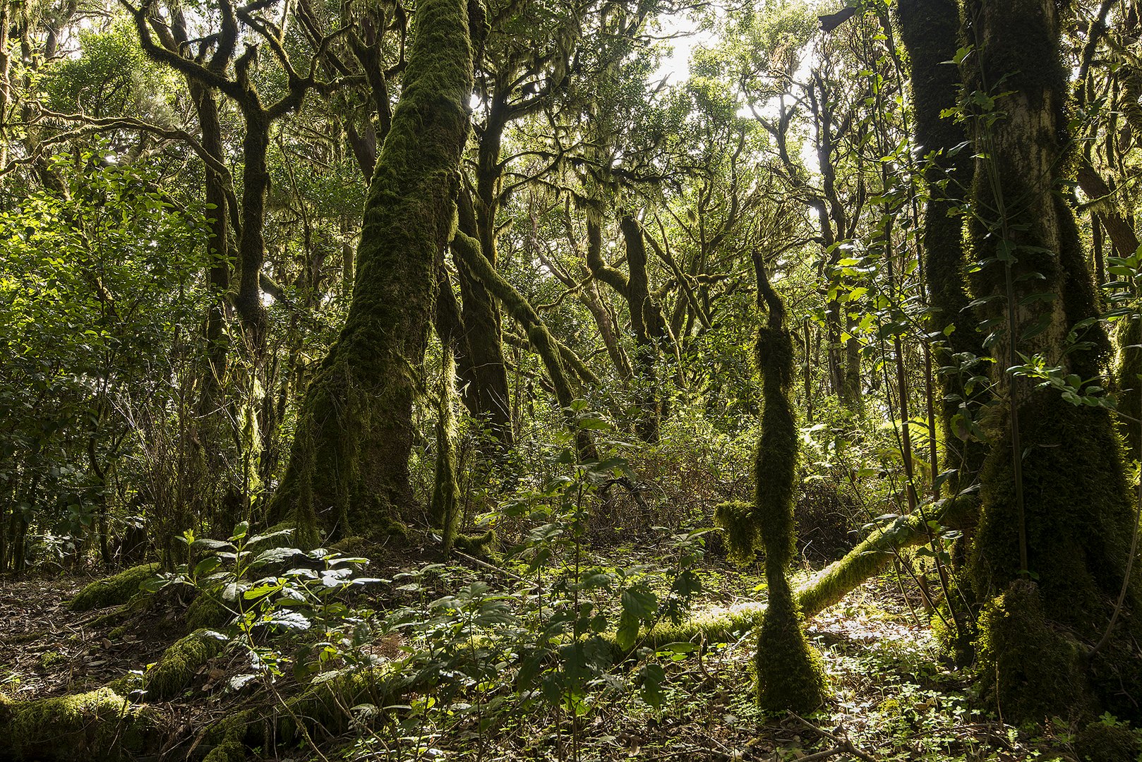 Gomera-November2017-021