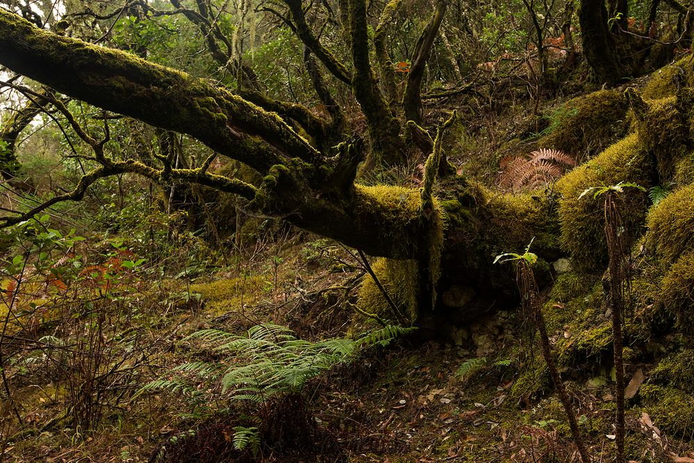 Gomera-November2017-024