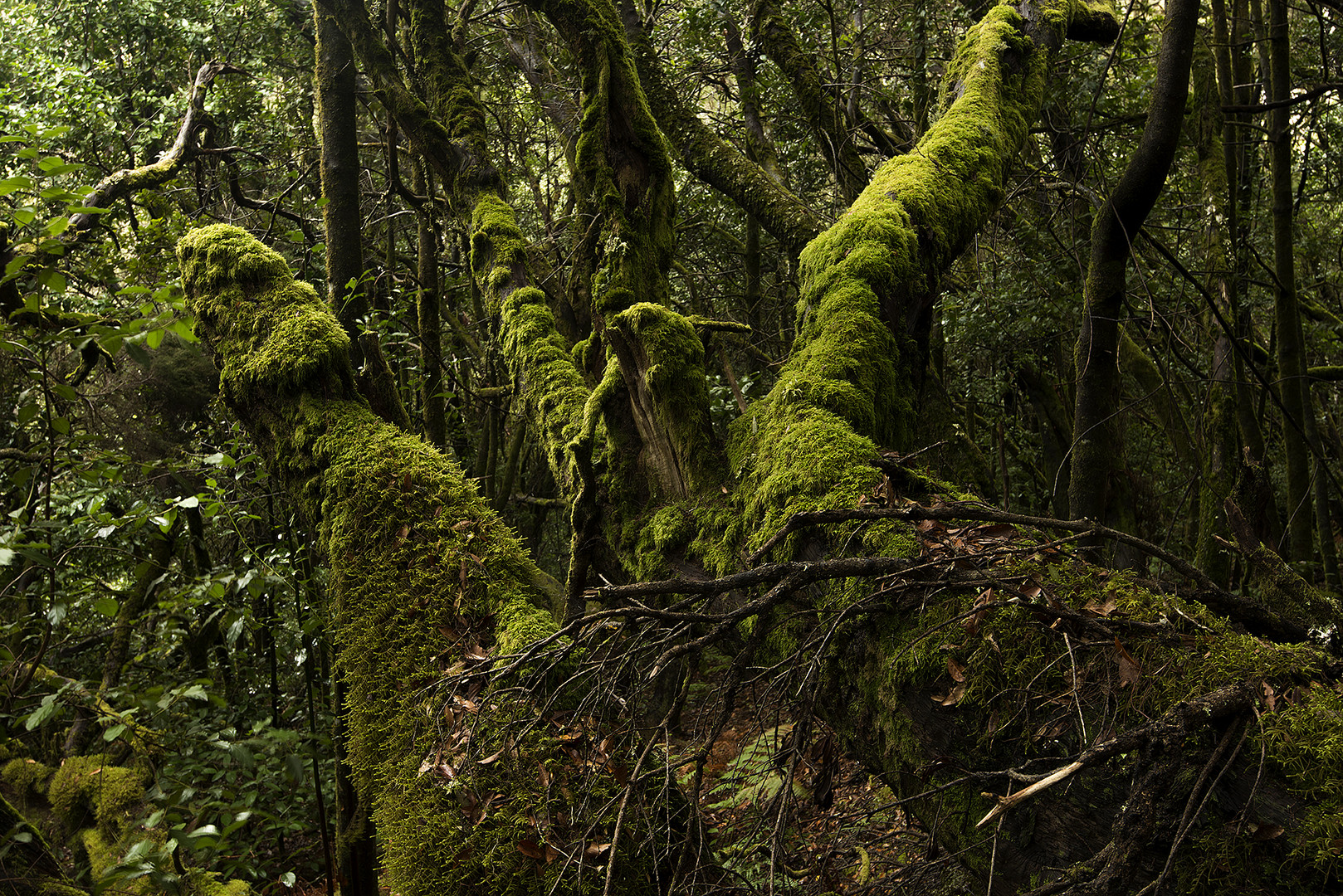 Gomera-November2017-025