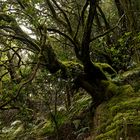 Gomera-November2017-027